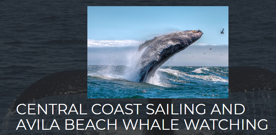 Central Coast Sailing Charters and Avila Beach Whale Watching